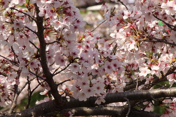 Cherry blossoms come out between late March and April in Japan.
