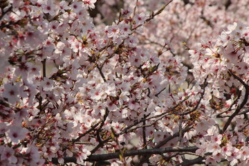 Cherry blossoms come out between late March and April in Japan.