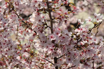 Cherry blossoms come out between late March and April in Japan.