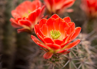 Claret Cup Cactus Bloom