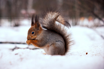 Squirrel eating in the snow. Wildlife.