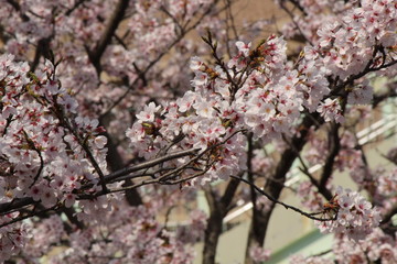 Cherry blossoms come out between late March and April in Japan.