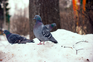 Dove into a snow drift in the winter.
