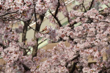 Cherry blossoms come out between late March and April in Japan.