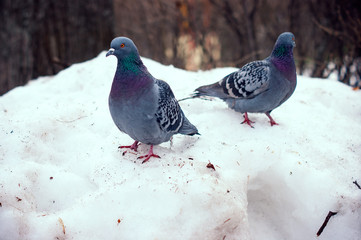 Dove into a snow drift in the winter.