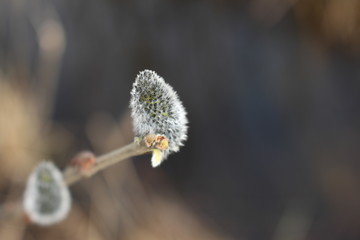 Bazie kotki - Poleski Park Narodowy © Izabela