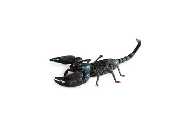 The big black scorpion is poisonous.