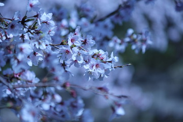 Cherry blossoms come out between late March and April in Japan.