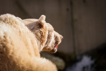 Polarbär im Freien am Felsen auf der Sonne, Tierpark, Natur, Felsen, wildetiere, wild lebende...