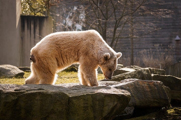 Polarbär im Freien am Felsen auf der Sonne, Tierpark, Natur, Felsen, wildetiere, wild lebende fleichfresser, raubtiere im zoo