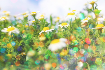 Obraz na płótnie Canvas background of spring beautiful daisy flowers. selective focus