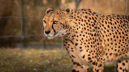 Wildkatze im Jagtmodeus, Leopard an der Sonne, Natur, Cheetahs, wild lebende Raubtiere