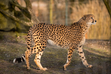 Wildkatze im Jagtmodeus, Leopard an der Sonne, Natur, Cheetahs, wild lebende Raubtiere