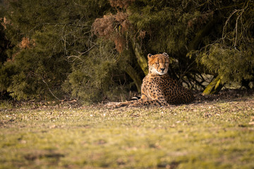 Wildkatze im Jagtmodeus, Leopard an der Sonne, Natur, Cheetahs, wild lebende Raubtiere