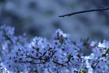 Cherry blossoms come out between late March and April in Japan.