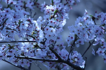 Cherry blossoms come out between late March and April in Japan.