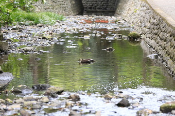等々力渓谷（世田谷、東京）
