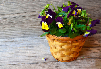 Beautiful violet pansy flowers in a basket on old wooden table.Blooming pansies with space for text. Mother's Day greeting card concept.Selective focus.