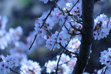 Cherry blossoms come out between late March and April in Japan.