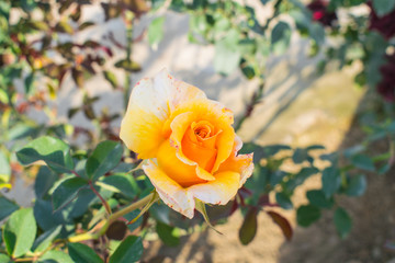 a close up of a rose flower in a garden with blurred background.