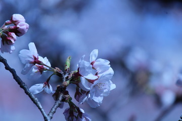 Cherry blossoms come out between late March and April in Japan.