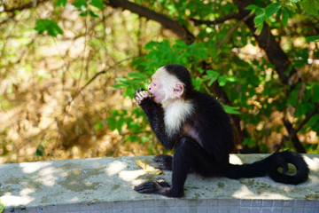 A white-headed capuchin monkey (cebus capucinus) by the pool in Peninsula Papagayo, Guanacaste, Costa Rica