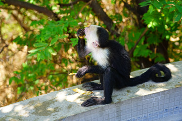 A white-headed capuchin monkey (cebus capucinus) by the pool in Peninsula Papagayo, Guanacaste, Costa Rica