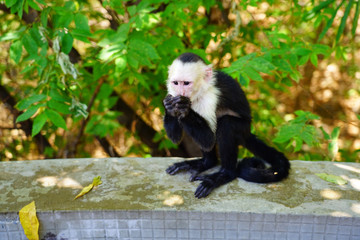 A white-headed capuchin monkey (cebus capucinus) by the pool in Peninsula Papagayo, Guanacaste, Costa Rica