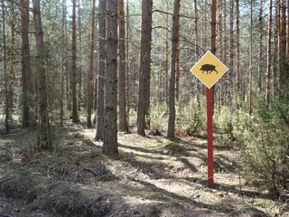 yellow boar sign in the forest