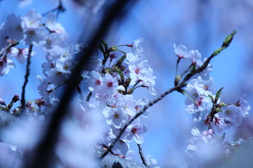 Cherry blossoms come out between late March and April in Japan.