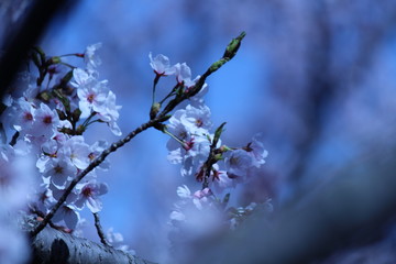 Cherry blossoms come out between late March and April in Japan.