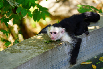 A white-headed capuchin monkey (cebus capucinus) by the pool in Peninsula Papagayo, Guanacaste, Costa Rica
