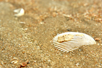 shell on beach