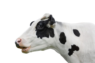 Cow portrait close up isolated on white. Funny cute black and white spotted cow head isolated on...
