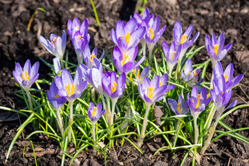 Purple crocuses closeup