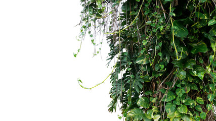 Split-leaf philodendron Monstera and variegated leaves Devil’s ivy pothos liana plants climbing...