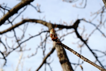 burgeoning bud kurupnym plan