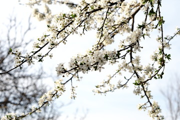 flowering fruit trees in spring