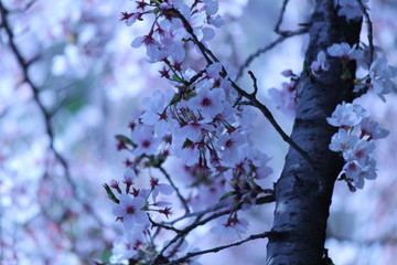 Cherry blossoms come out between late March and April in Japan.