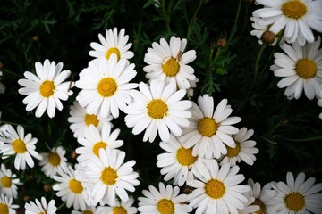 A Meadow of Daisies