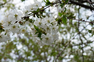 flowering fruit trees in spring