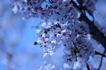 Cherry blossoms come out between late March and April in Japan.