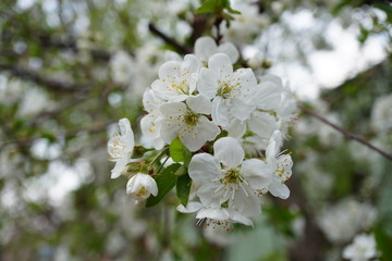 flowering fruit trees in spring