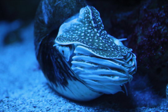 Perlboot   nautilus  (Nautilidae)