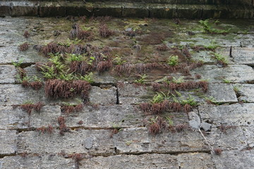 the old wall of the building is overgrown with grass