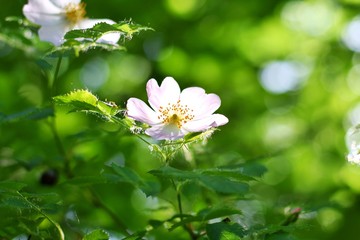 Beautiful pink wild rose flower with blurred green leaves and sun light on background. Spring blooming bush with romantic dog rose flowers. Treatment blooming plant with sunlight on backdrop. Summer 