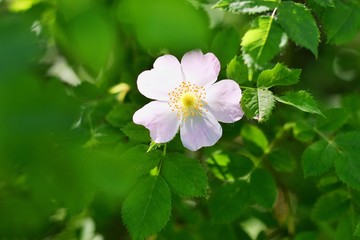 Beautiful pink wild rose flower with blurred green leaves and sun light on background. Spring blooming bush with romantic dog rose flowers. Treatment blooming plant with sunlight on backdrop. Summer 