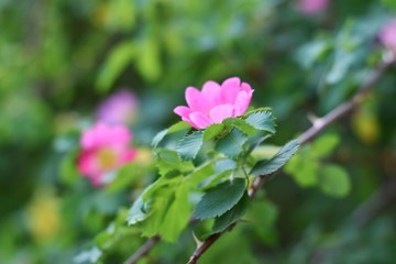 Beautiful pink wild rose flower with blurred green leaves and sun light on background. Spring blooming bush with romantic dog rose flowers. Treatment blooming plant with sunlight on backdrop. Summer 