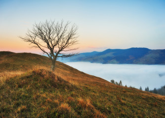 Fototapeta na wymiar autumn sunrise in the Carpathian mountains. foggy morning. scenic dawn