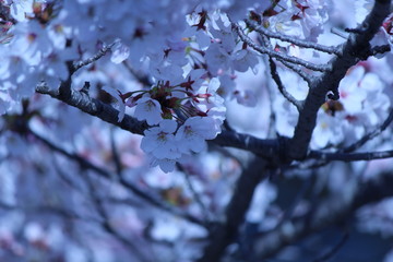Japanese national flower cherry blossom.